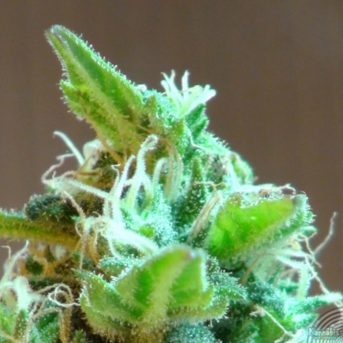 Domina Haze - Kannabia close up wiet top THC