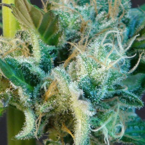 Gnomo Automatic - Kannabia close up wietplant THC