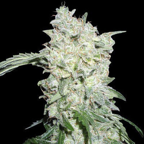 Afghani Special - KC Brains