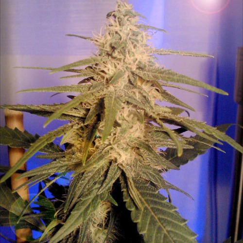 KC36 - KC Brains