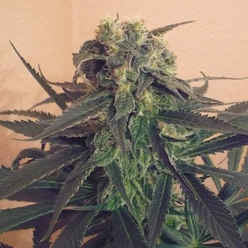 Mango - KC Brains wiet top thc in bloei