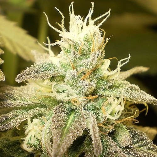 White KC - KC Brains close up wietplant bloeiharen