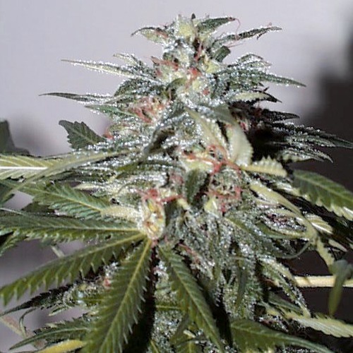 KC51 - KC Brain Seeds