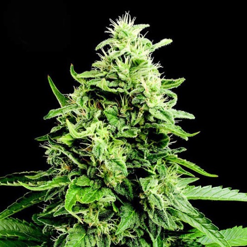 Kera Amnesia Mac Ganja - Kera Seeds