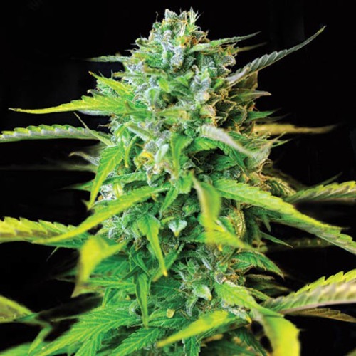 Kera Burmese Kush - Kera Seeds
