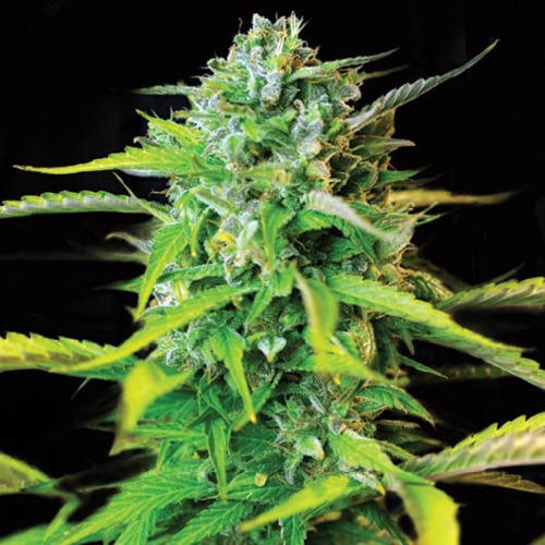 Kera Burmese Kush - Kera Seeds