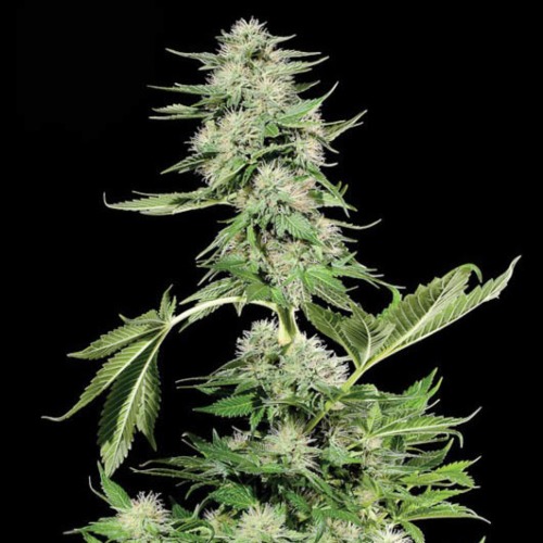 Kera Northern Light - Kera Seeds