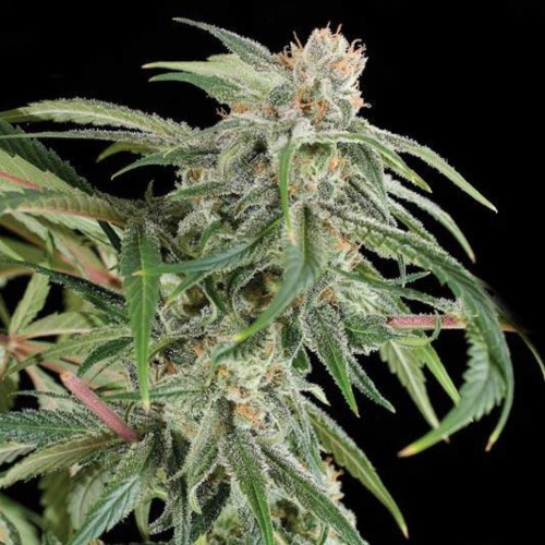 Kera Premium Diesel - Kera Seeds