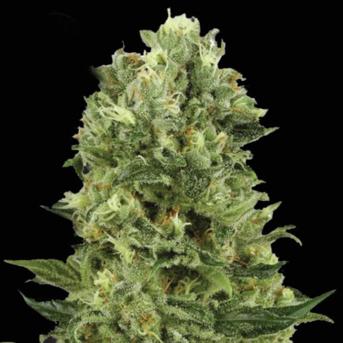 Kera White Thunder - Kera Seeds