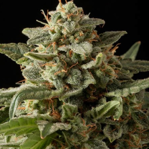 White Widow Auto - Kera Seeds