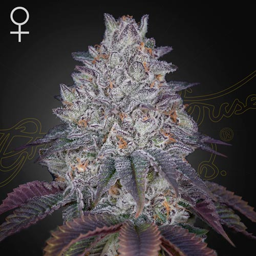King's Tart - Green House Seeds