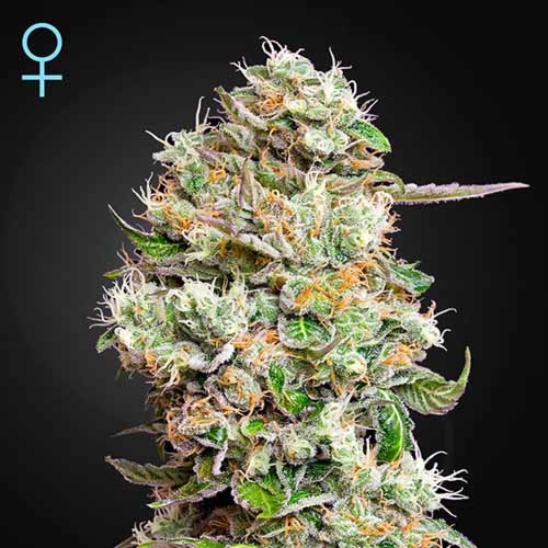 King's Kush Auto CBD - Green House Seeds