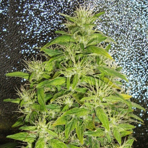 White Island - Kiwi Seeds top wietplant in groei