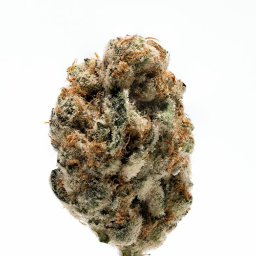 KO Kush - Growers Choice