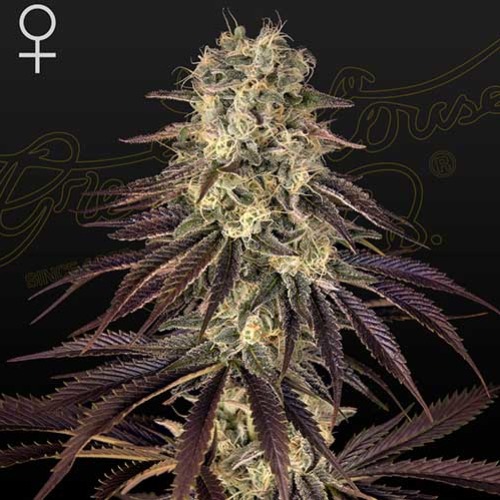 Kong's Krush - Green House Seeds