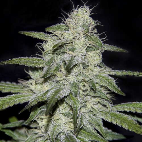 Kritikal Bilbo CBD - Genehtik Seeds