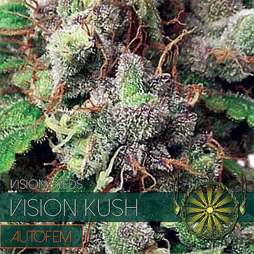 Vision Kush Auto - Vision Seeds