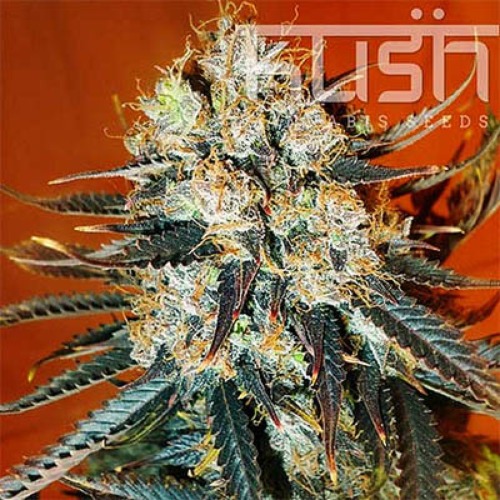 Auto Kush - Kush Cannabis Seeds