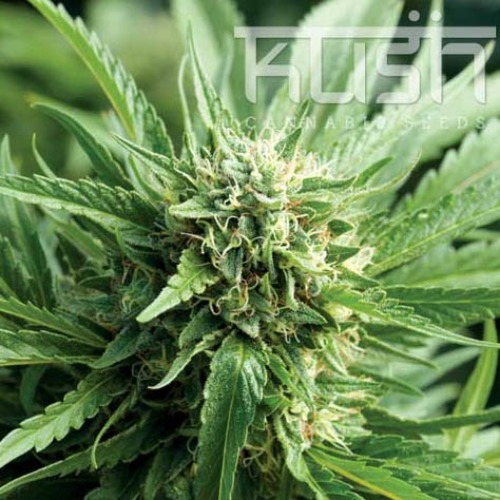 Blueberry Kush - Kush Cannabis Seeds