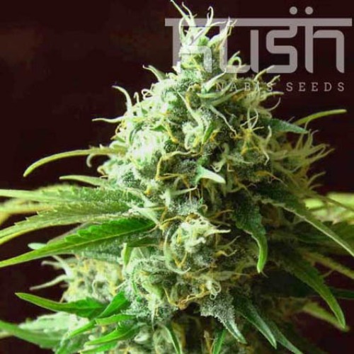 Cheese Kush - Kush Cannabis Seeds