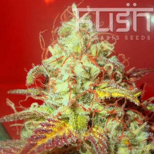 Critical Kush - Kush Cannabis Seeds