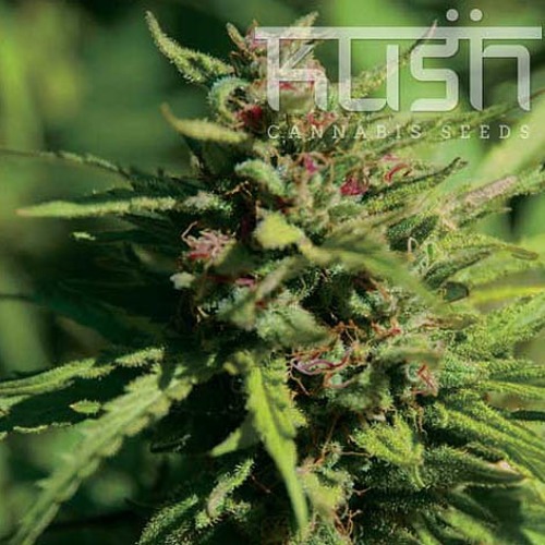 Fire kush - Kush Cannabis Seeds
