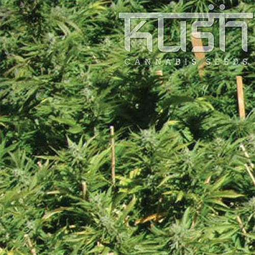 Lemon Kush - Kush Cannabis Seeds