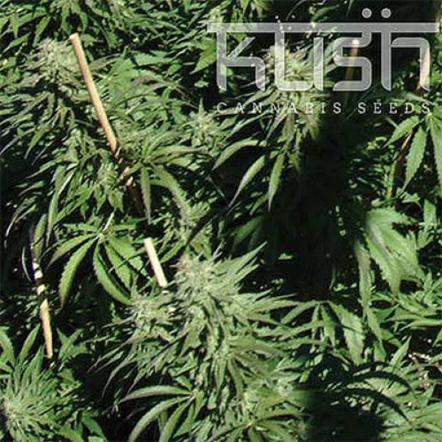 Sour Kush - Kush Cannabis Seeds