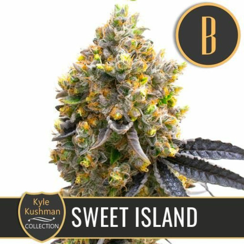Kyle's Sweet Island - Blimburn Seeds