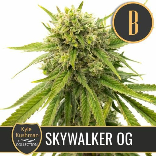 Kyle's Skywalker OG - Blimburn Seeds