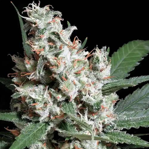 Chong's Choice - L.A. Amnesia - Paradise Seeds