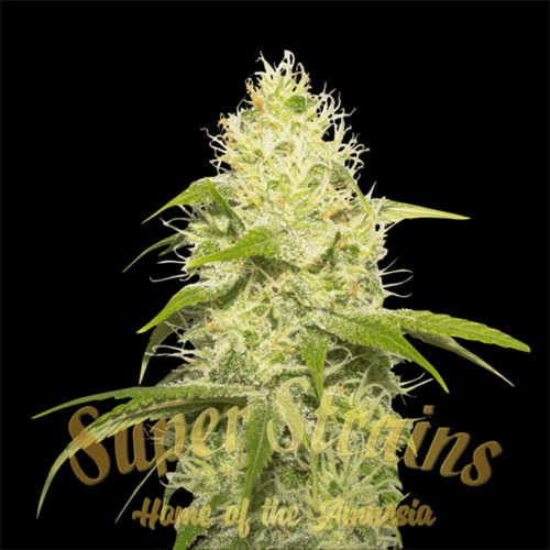 La Jefa - Super Strains