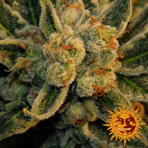 Laughing Buddha cannabis plant - Barney's Farm