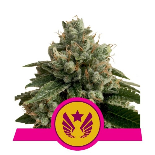 Legendary Punch - Royal Queen Seeds