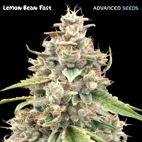 Lemon Bean Fast - Advanced Seeds