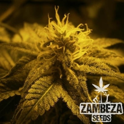 Lemon Kush - Zambeza Seeds begin bloeiperiode