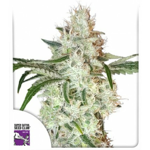 Lemon OG - Dutch Passion