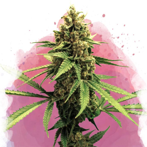 Lemon OG Haze - Nirvana Seeds