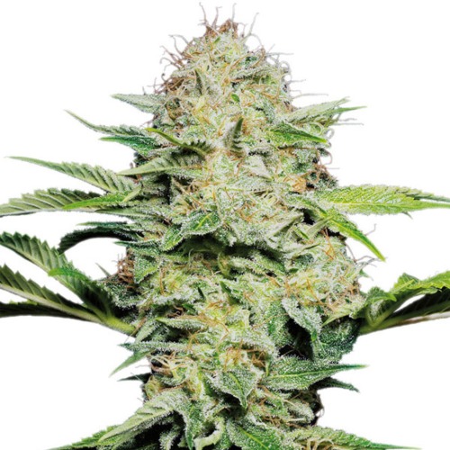 Lemon Shining Silver Haze - Royal Queen Seeds