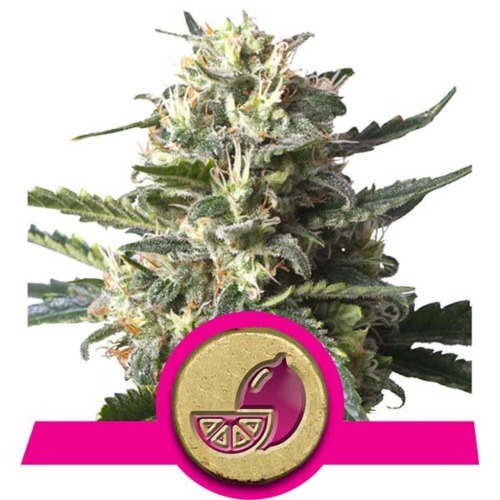 Lemon Shining Silver Haze strain - Royal Queen Seeds