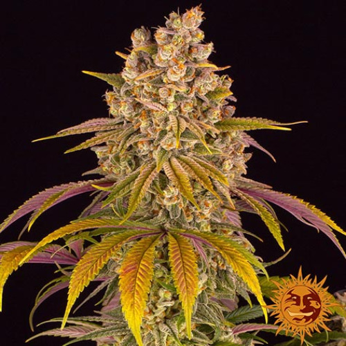 Lemon Tree - Barney's Farm Mooie kleuren
