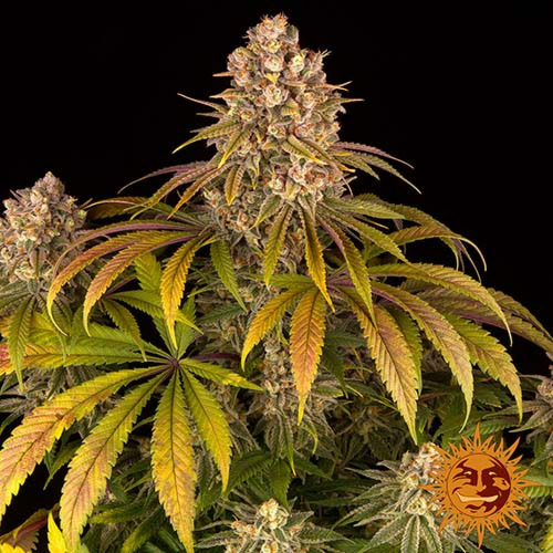Lemon Tree - Barney's Farm wietplant