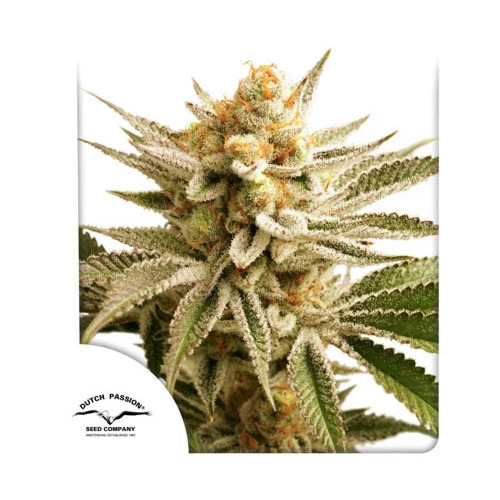 Lemon Z - Dutch Passion