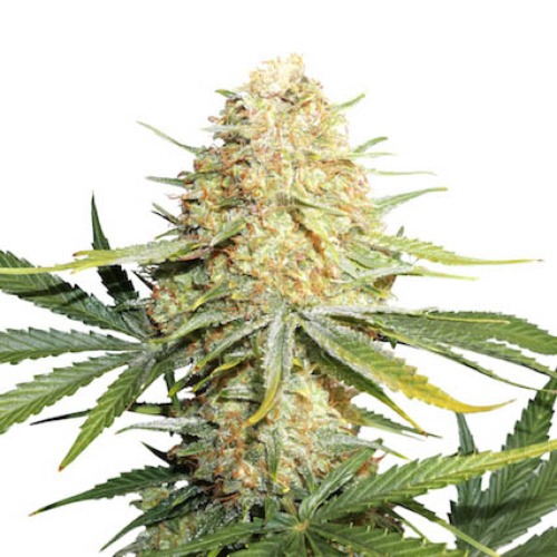 Lemon Zkittle - Dutch Passion wietplant in bloei