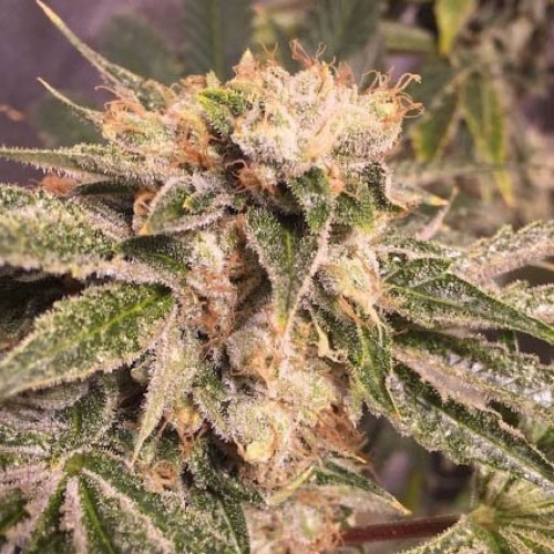 Lemon Zkittle - Dutch Passion close up wiet