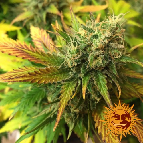 Liberty Haze cannabis plant - Barney's Farm