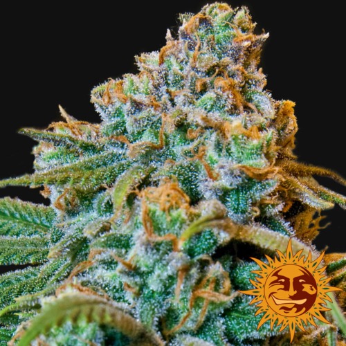Liberty Haze close-up - Barney's Farm