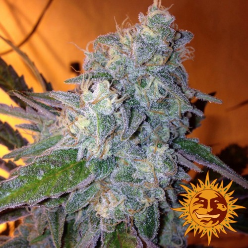 Liberty Haze indoor - Barney's Farm zaadbank