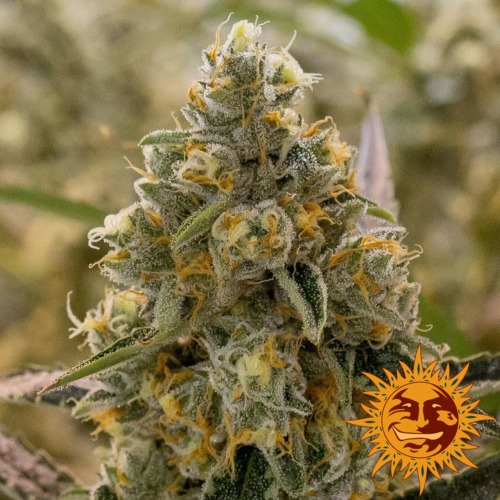 Liberty Haze top - Barney's Farm