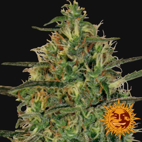 Malana Bomb auto close-up - Barney's Farm